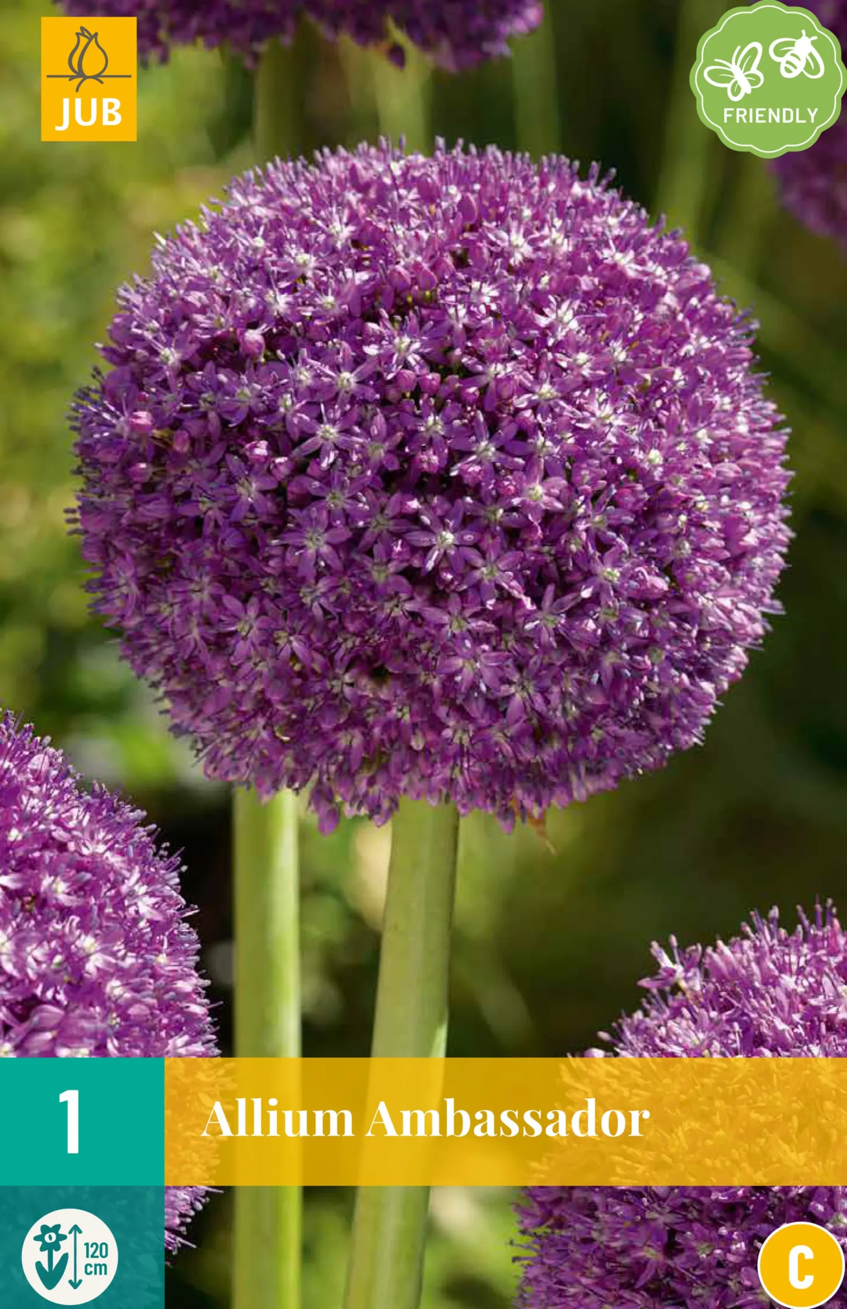 Bloembollen|Ecocheques|ohgreen 1 allium ambassador