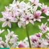 Bloembollen|Ecocheques|ohgreen 10 allium cameleon