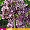 Bloembollen|Ecocheques|ohgreen 15 allium christophii