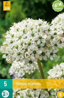 Bloembollen|Ecocheques|ohgreen 5 allium nigrum