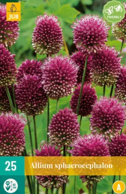 Bloembollen|Ecocheques|ohgreen 25 allium sphaerocephalon