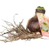 Bloembollen|Ecocheques|ohgreen 1 amaryllis roze-wit
