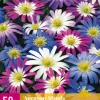 Bloembollen|Ecocheques|ohgreen 50 bloembollen anemone blanda mix