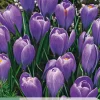 Ecocheques|Bloembollen|ohgreen 10 bloembollen crocus blue ocean