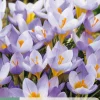 Ecocheques|Bloembollen|ohgreen 15 bloembollen crocus rosalind