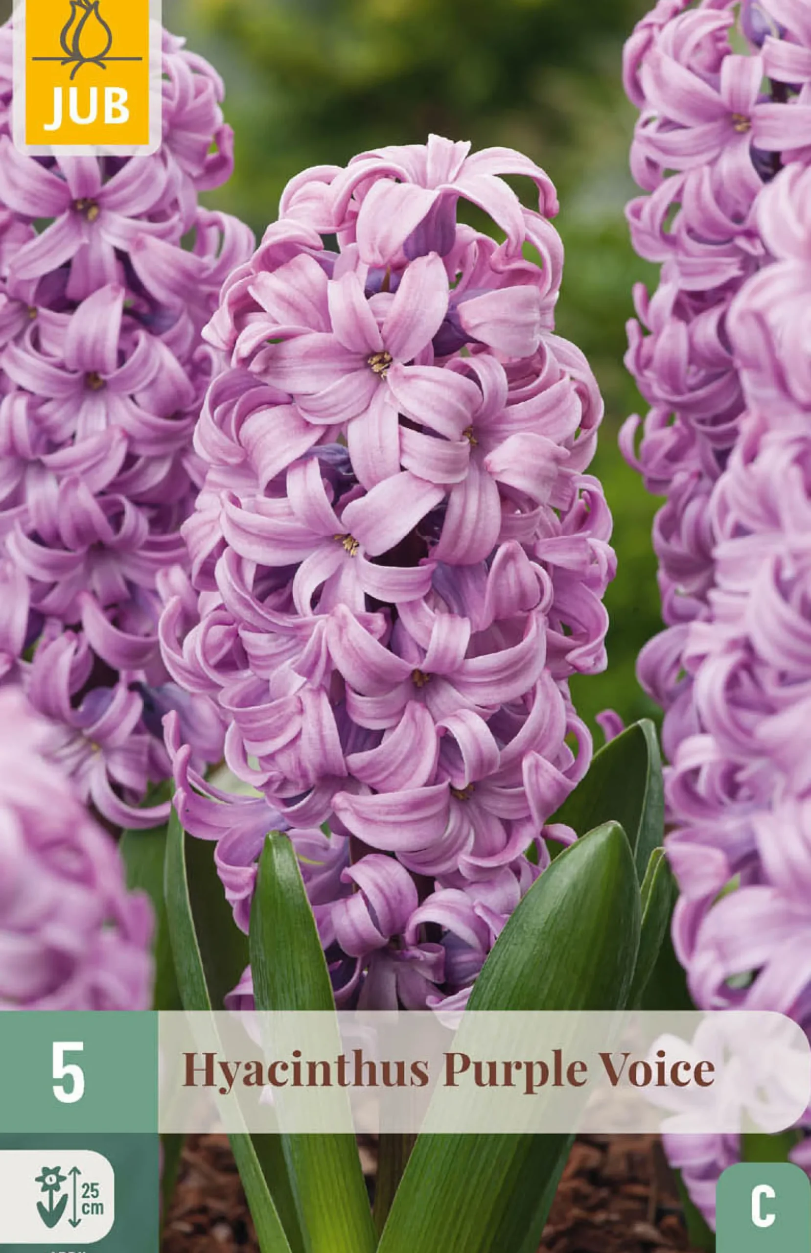 Ecocheques|Bloembollen|ohgreen 5 bloembollen hyacinthus purple voice
