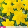 Bloembollen|Ecocheques|ohgreen 10 bloembollen narcissus golden ducat