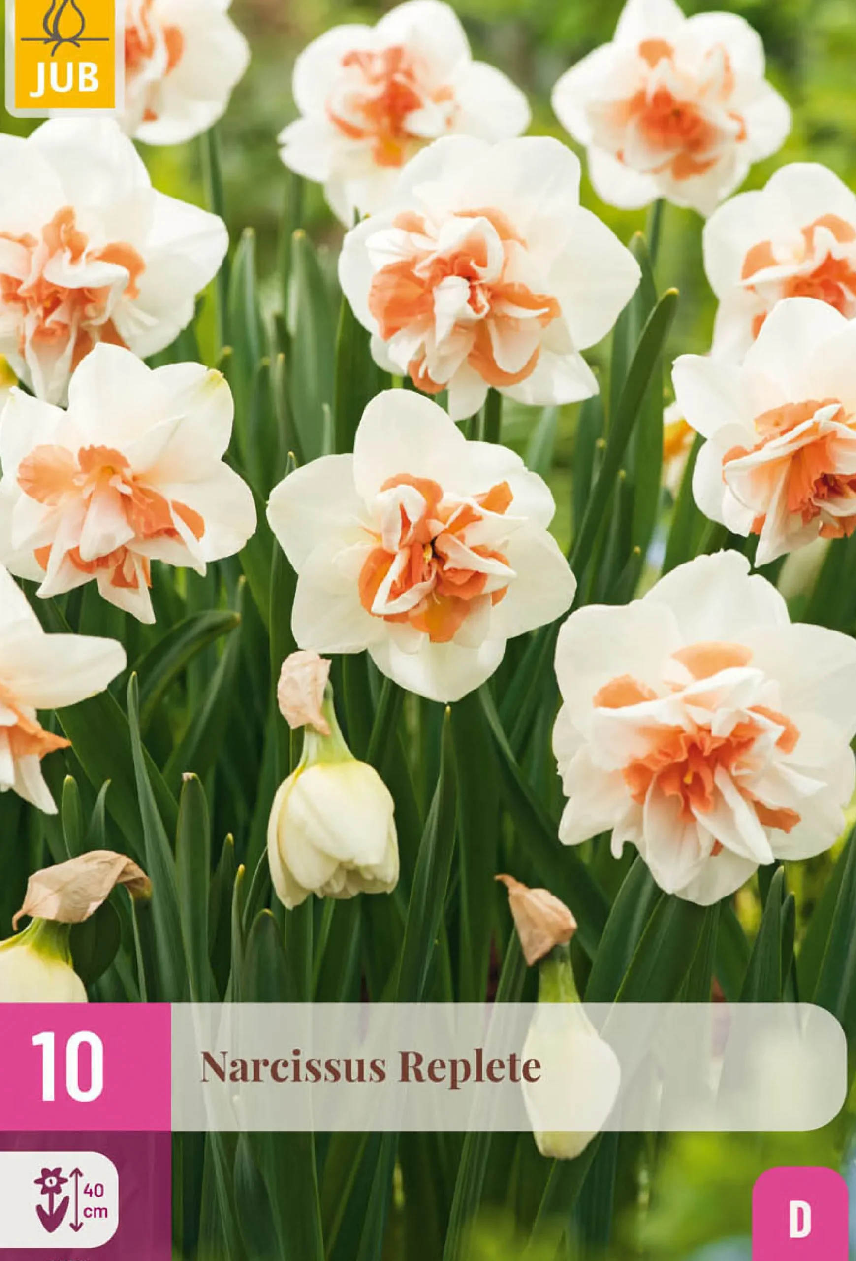Ecocheques|Bloembollen|ohgreen 10 bloembollen narcissus replete
