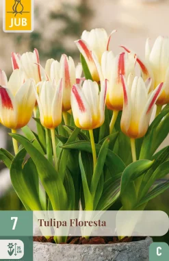 Ecocheques|Bloembollen|ohgreen 7 bloembollen tulipa floresta