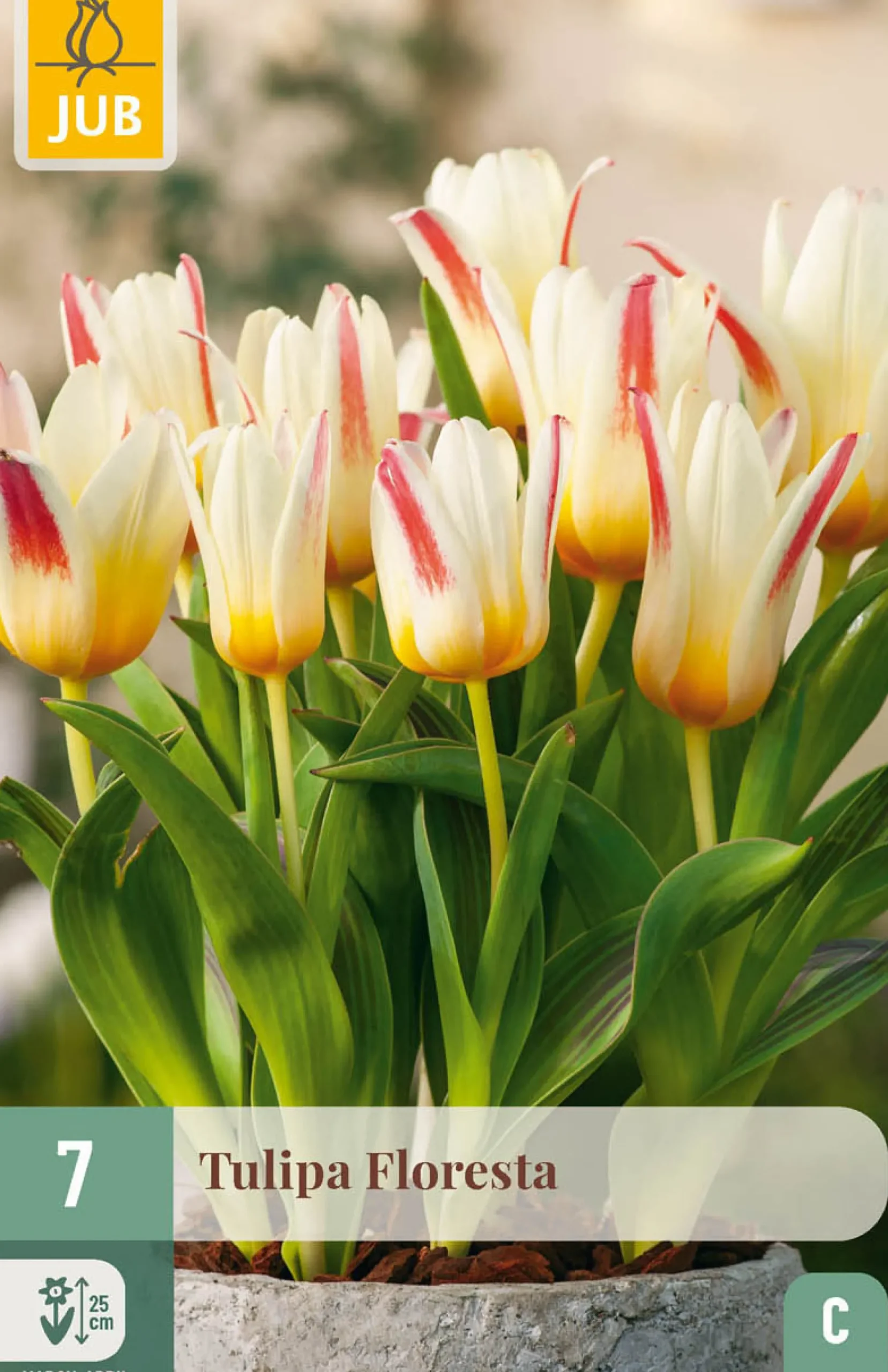 Ecocheques|Bloembollen|ohgreen 7 bloembollen tulipa floresta