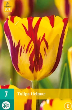 Bloembollen|Ecocheques|ohgreen 7 bloembollen tulipa helmar