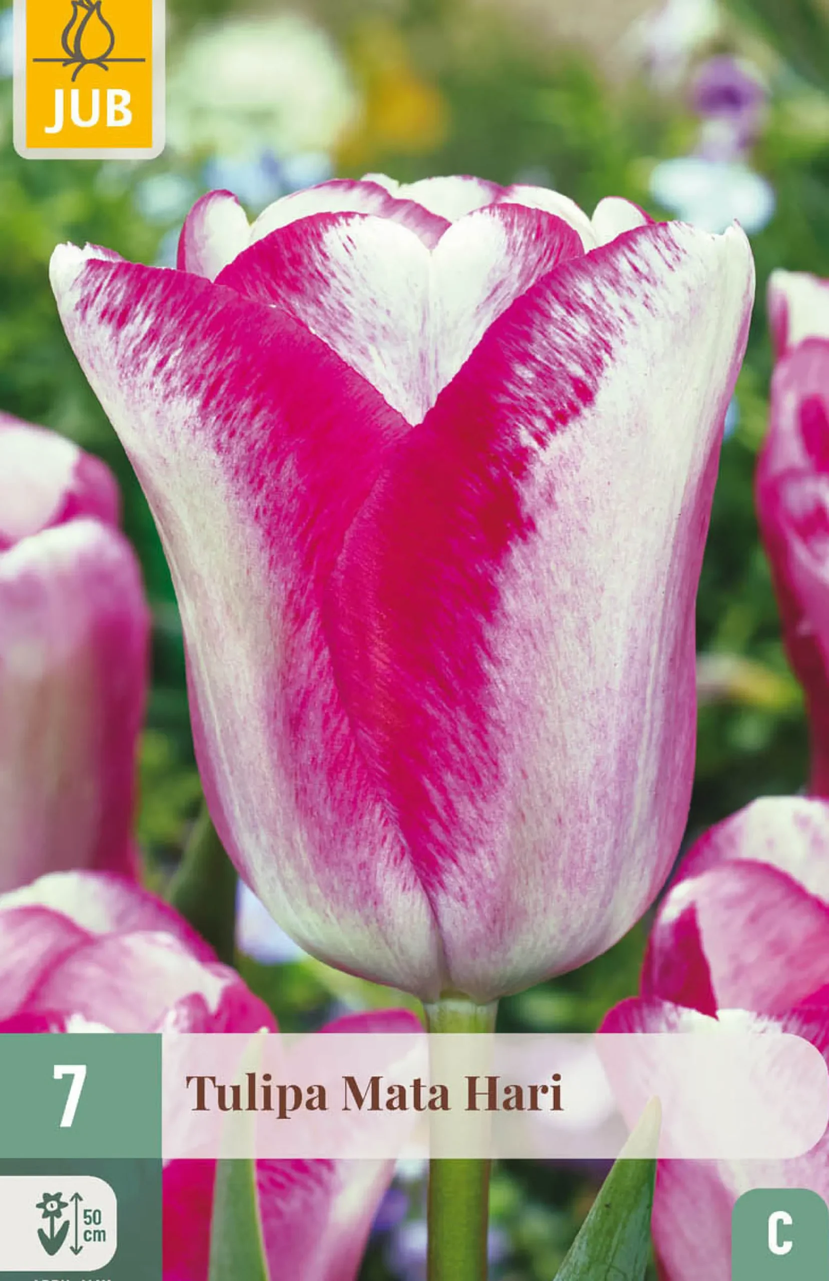 Bloembollen|Ecocheques|ohgreen 7 bloembollen tulipa mata hari
