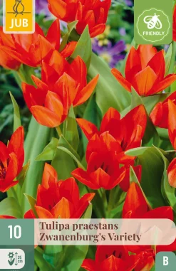 Ecocheques|Bloembollen|ohgreen 10 bloembollen tulipa praestans zwanenburg var.