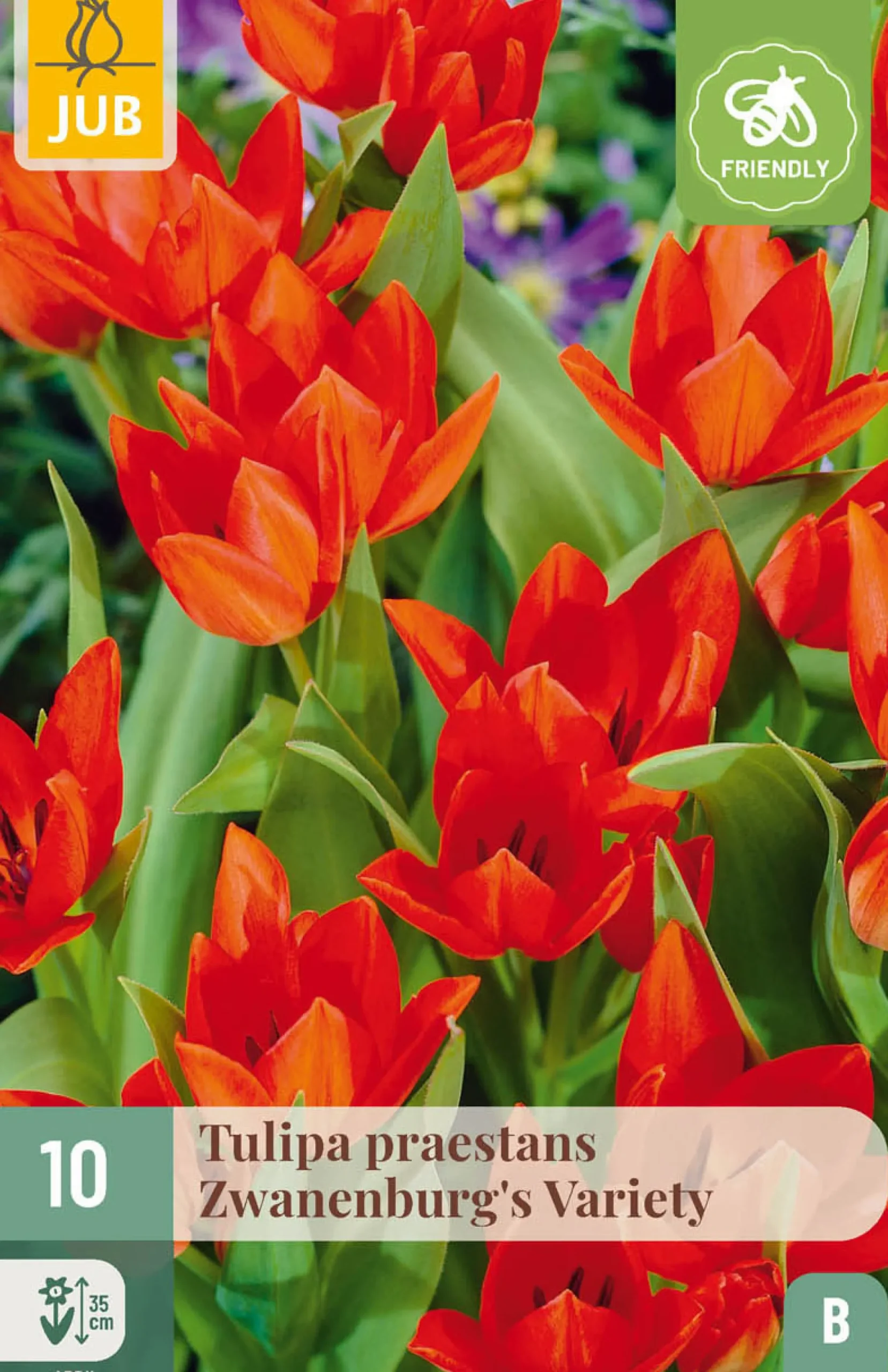 Ecocheques|Bloembollen|ohgreen 10 bloembollen tulipa praestans zwanenburg var.