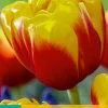 Ecocheques|Bloembollen|ohgreen 7 bloembollen tulipa shell
