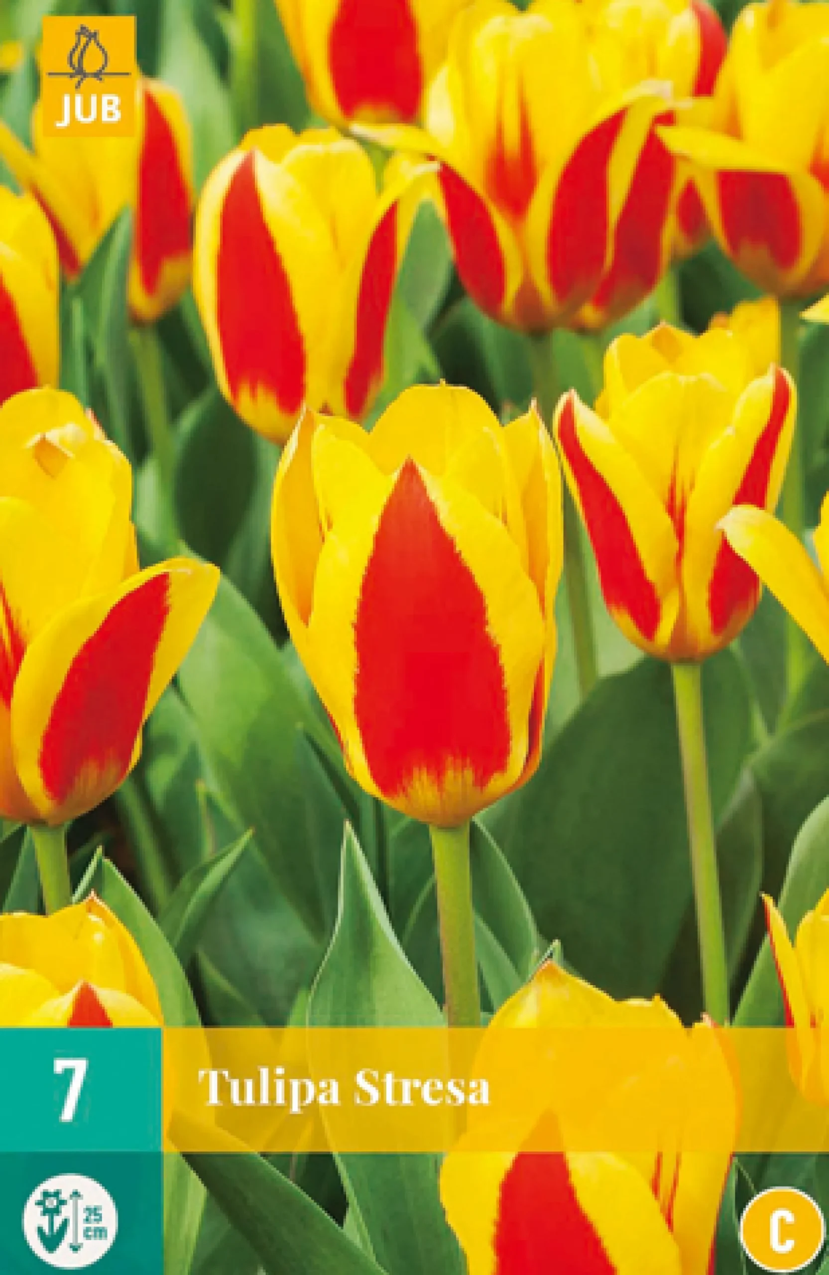 Bloembollen|Ecocheques|ohgreen 7 bloembollen tulipa stresa