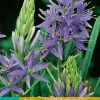 Bloembollen|Ecocheques|ohgreen 2 camassia leichtlinii caerulea
