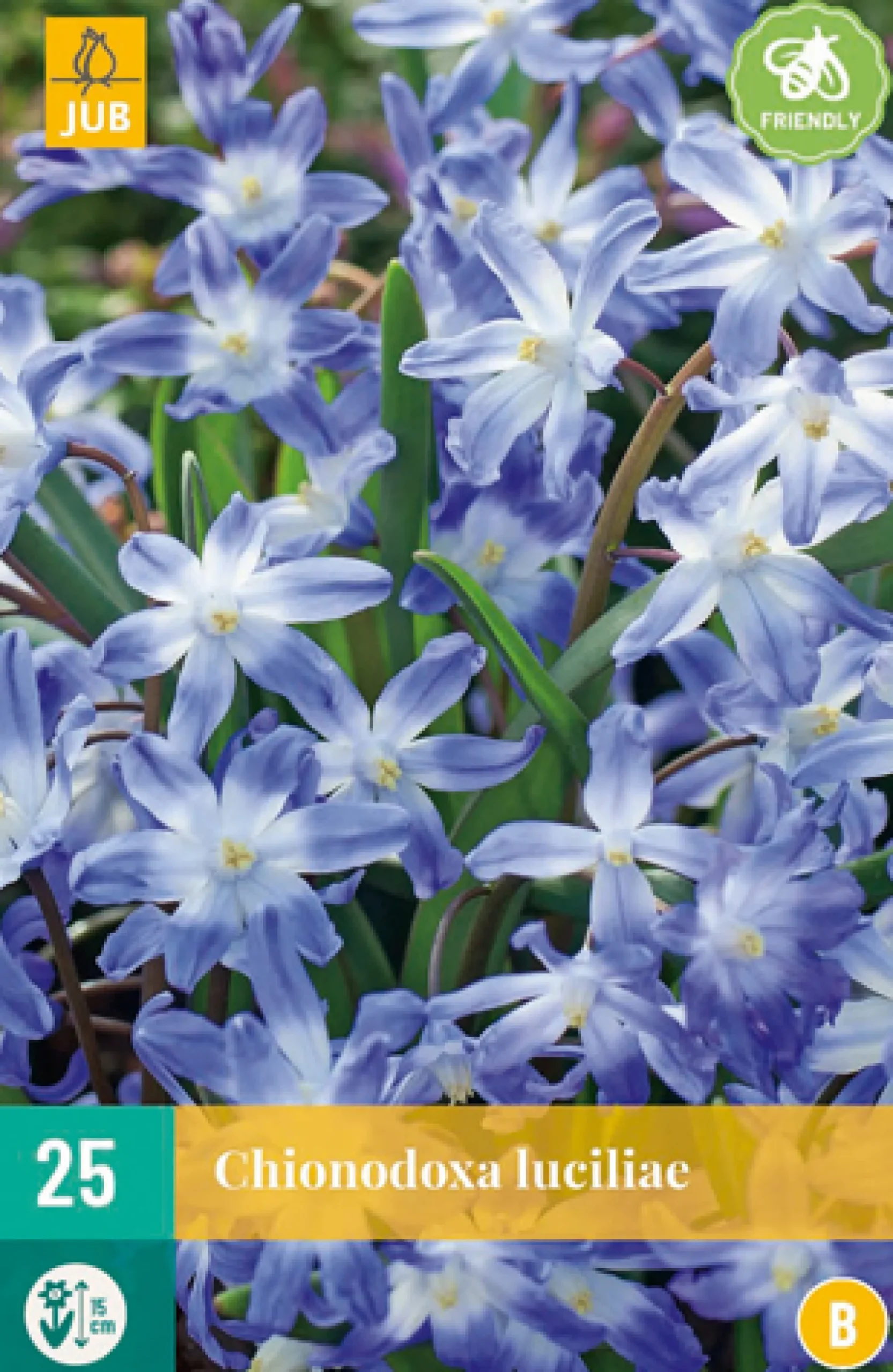 Bloembollen|Ecocheques|ohgreen 25 chionodoxa luciliae