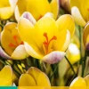 Bloembollen|Ecocheques|ohgreen 15 crocus advance