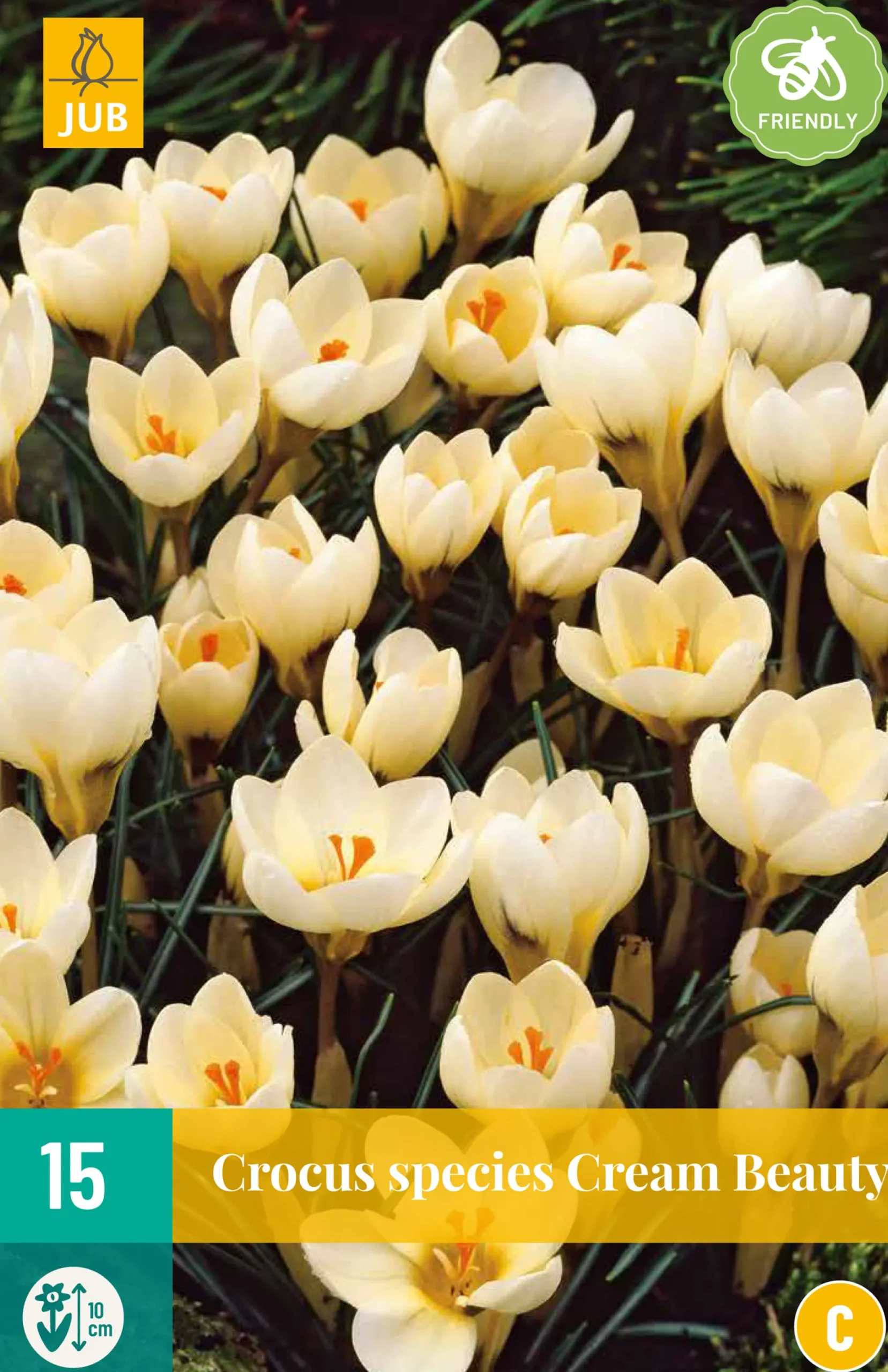 Bloembollen|Ecocheques|ohgreen 15 crocus cream beauty