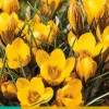 Bloembollen|Ecocheques|ohgreen 15 crocus fuscotinctus