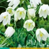 Bloembollen|Ecocheques|ohgreen 10 fritillaria meleagris alba