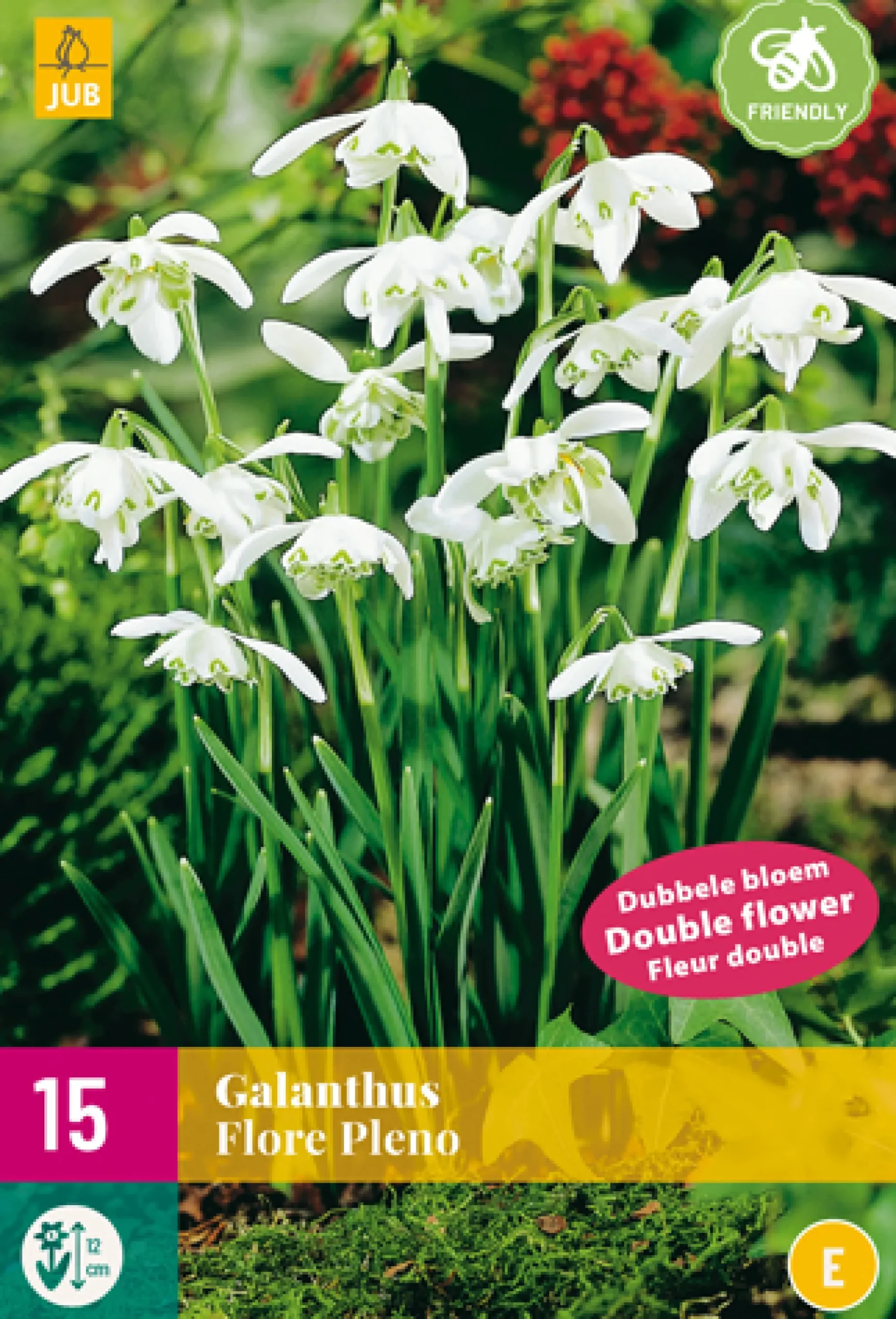 Bloembollen|Ecocheques|ohgreen 15 galanthus flore pleno