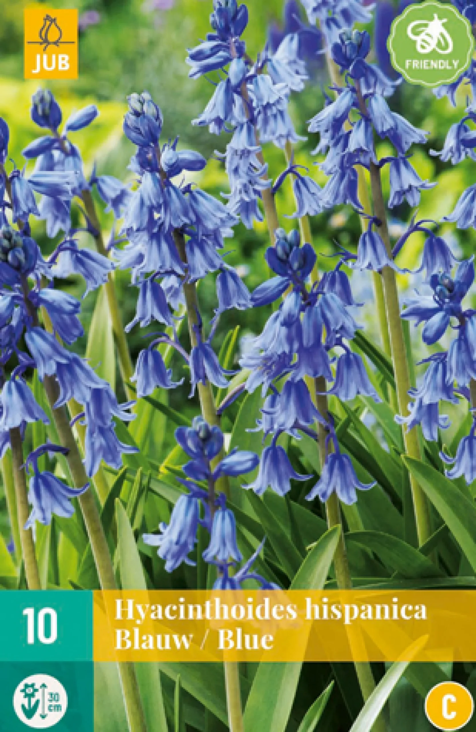 Bloembollen|Ecocheques|ohgreen 10 hyacinthoides hisp. blauw