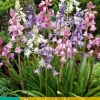 Bloembollen|Ecocheques|ohgreen 10 hyacinthoides hisp. mix