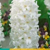 Bloembollen|Ecocheques|ohgreen 5 hyacinthus carnegie