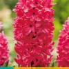 Bloembollen|Ecocheques|ohgreen 5 hyacinthus jan bos