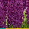 Bloembollen|Ecocheques|ohgreen 5 hyacinthus woodstock