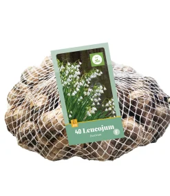 Bloembollen|Ecocheques|ohgreen 40 leucojum aestivum