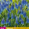 Bloembollen|Ecocheques|ohgreen 50 muscari armeniacum