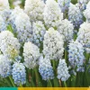 Bloembollen|Ecocheques|ohgreen 10 muscari nature's beauty