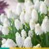 Bloembollen|Ecocheques|ohgreen 15 muscari white magic
