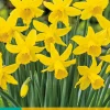 Bloembollen|Ecocheques|ohgreen 5 narcissus february gold