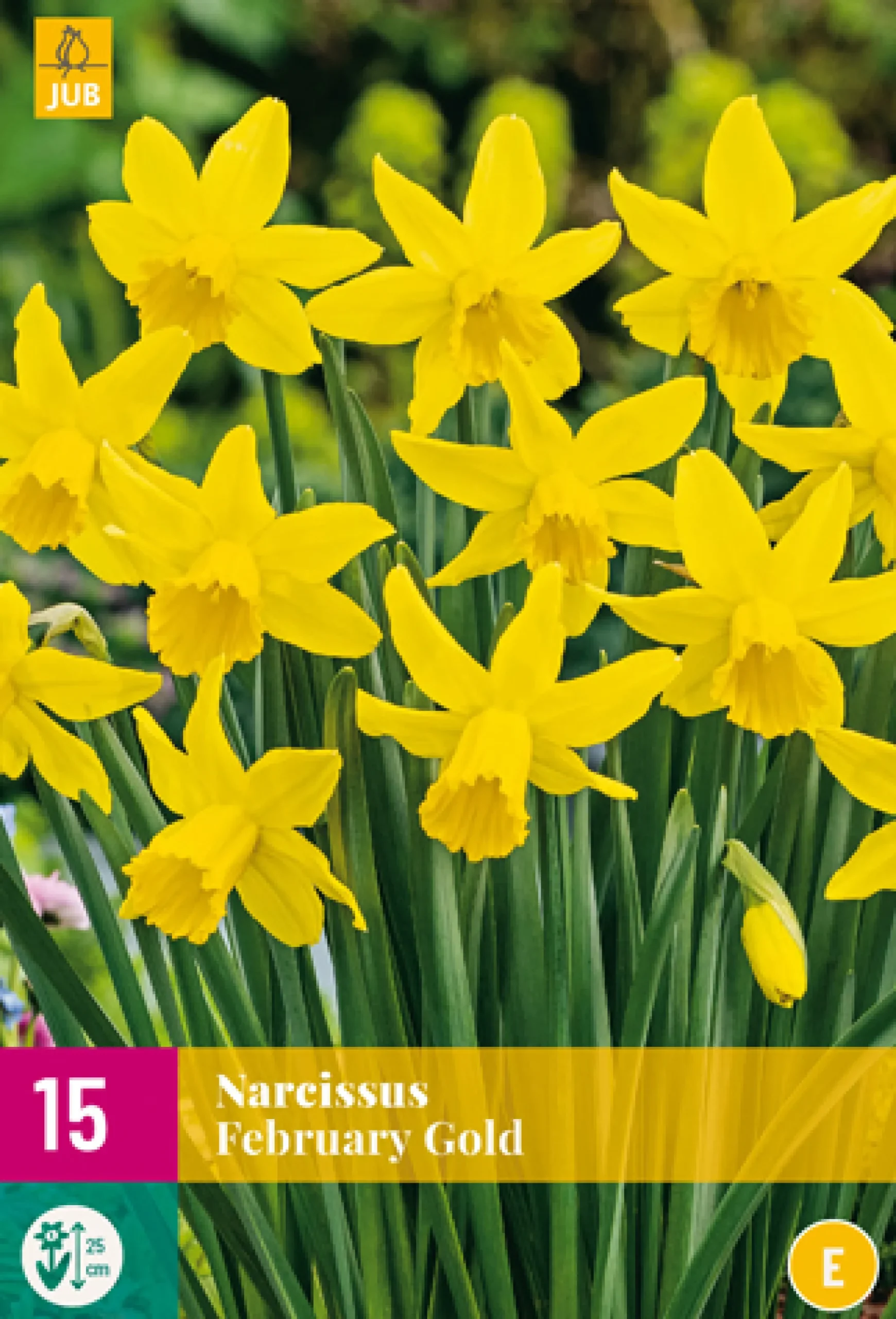 Bloembollen|Ecocheques|ohgreen 15 narcissus february gold