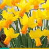 Bloembollen|Ecocheques|ohgreen 5 narcissus jetfire