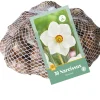 Bloembollen|Ecocheques|ohgreen 30 narcissus recurvus