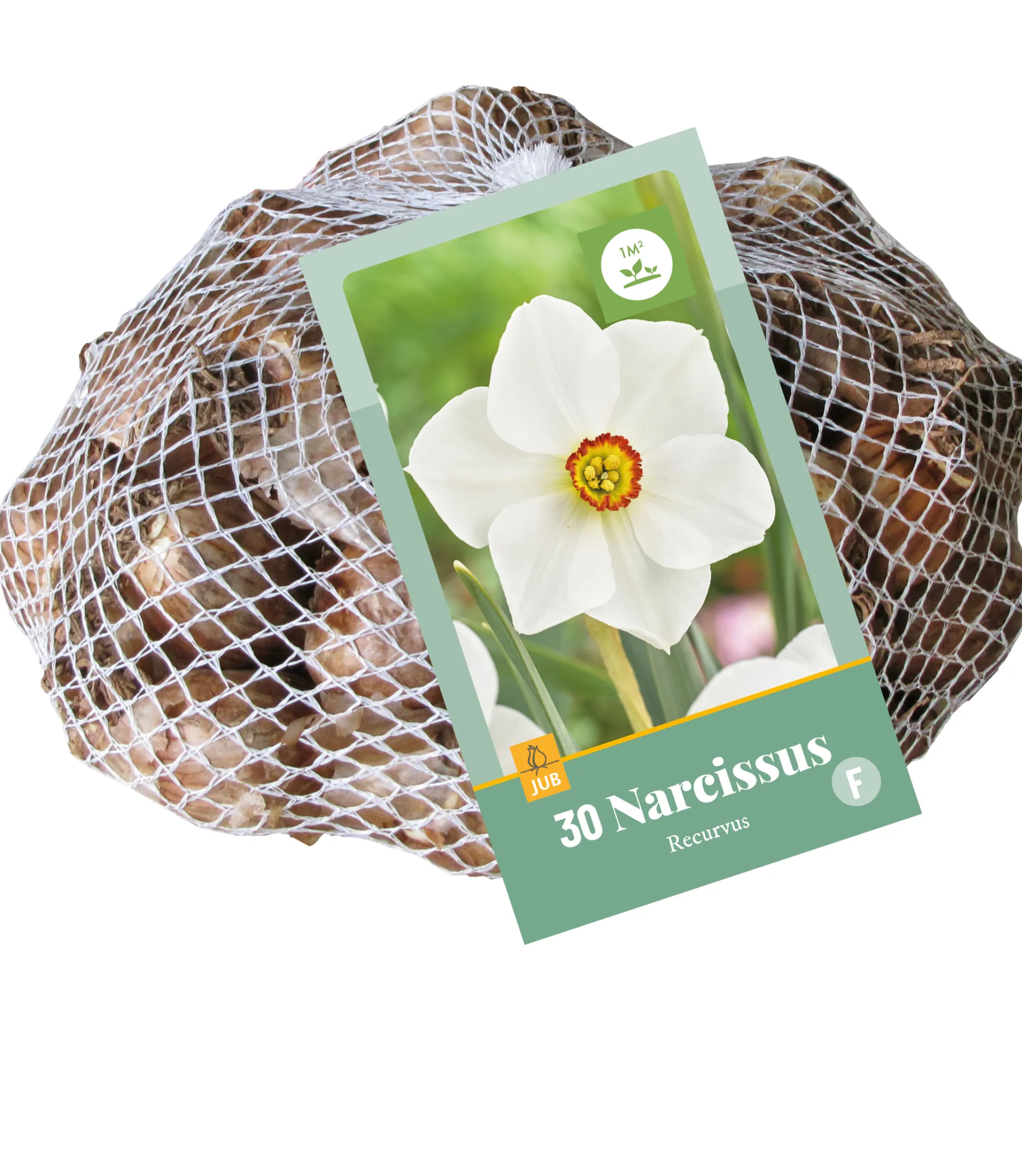 Bloembollen|Ecocheques|ohgreen 30 narcissus recurvus