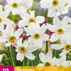Bloembollen|Ecocheques|ohgreen 10 narcissus recurvus