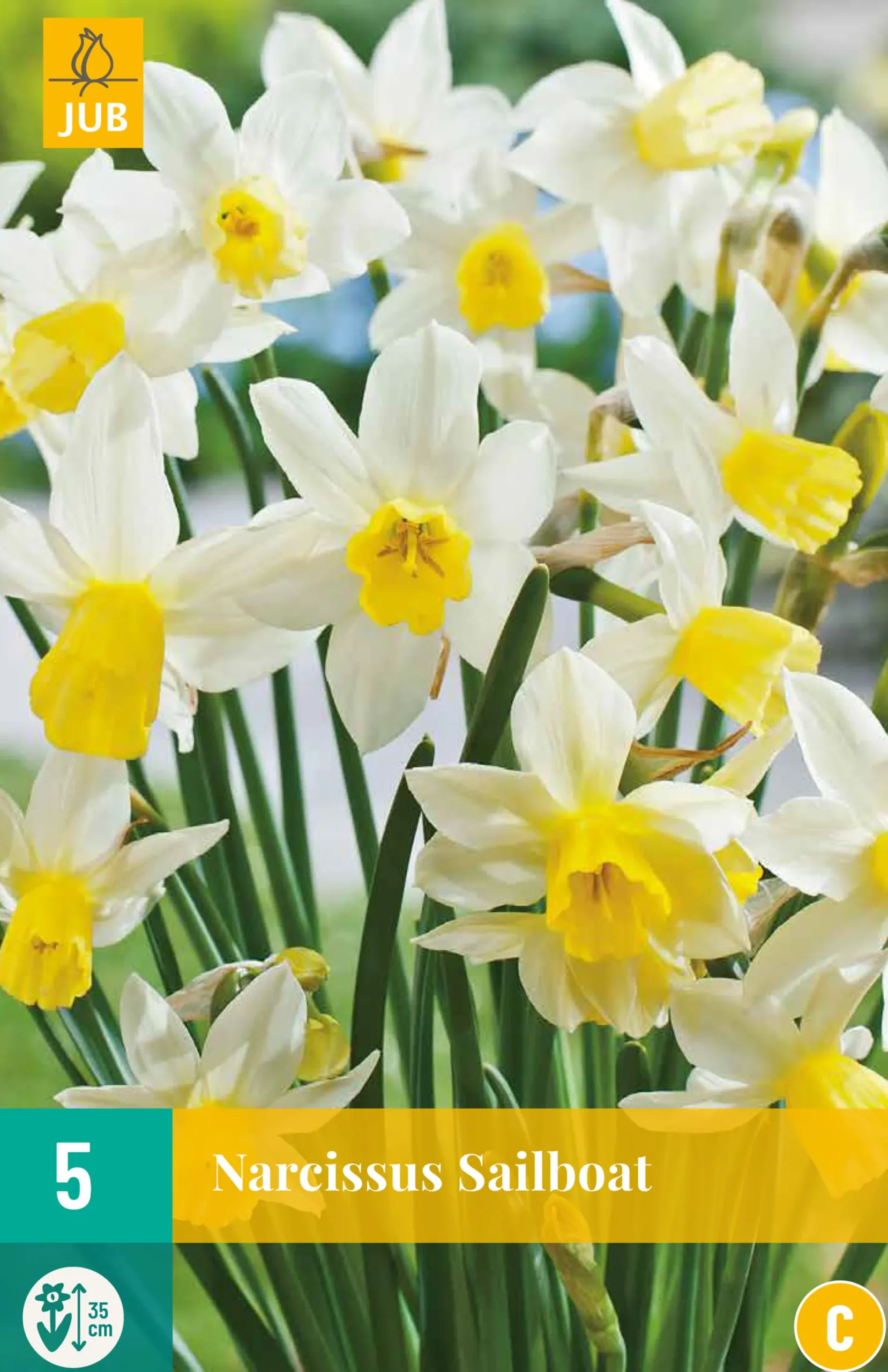 Bloembollen|Ecocheques|ohgreen 5 narcissus sailboat
