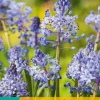 Bloembollen|Ecocheques|ohgreen 10 scilla litardierei