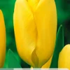 Bloembollen|Ecocheques|ohgreen 7 tulipa candela