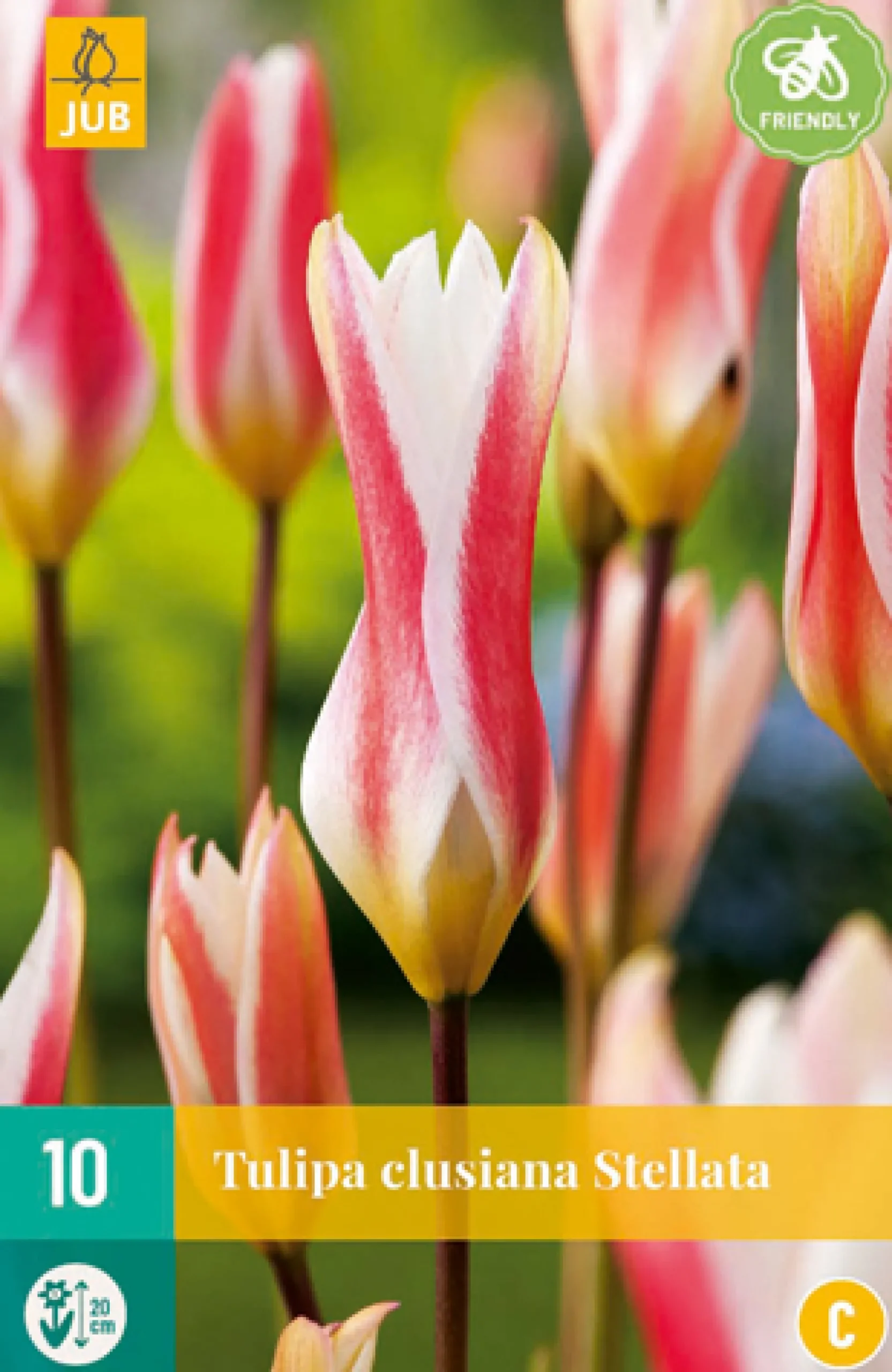 Bloembollen|Ecocheques|ohgreen 10 tulipa clusiana stellata