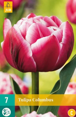 Bloembollen|Ecocheques|ohgreen 7 tulipa columbus