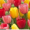 Bloembollen|Ecocheques|ohgreen 7 tulipa darwin hybride mix