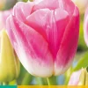 Bloembollen|Ecocheques|ohgreen 7 tulipa dynasty