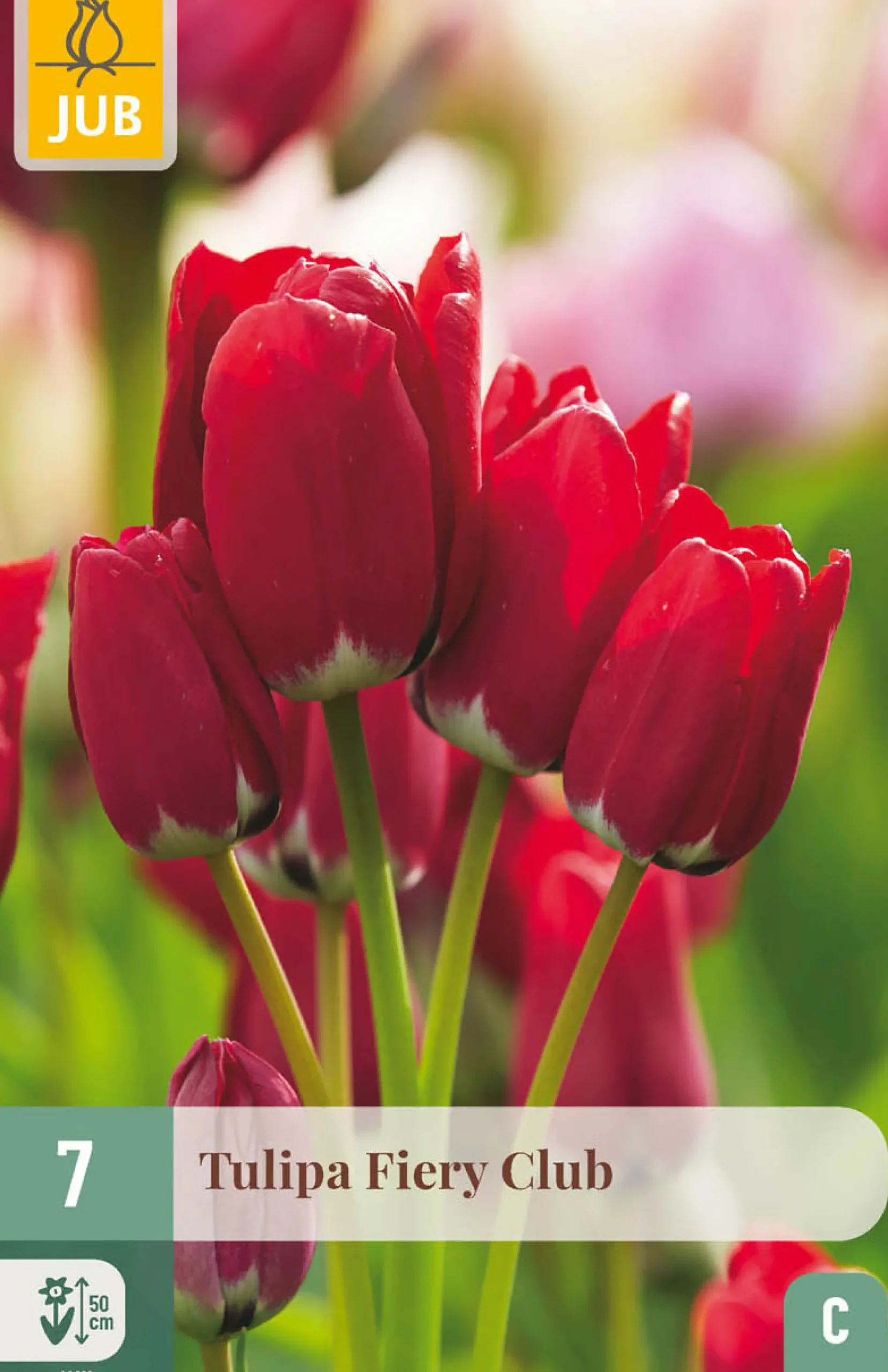 Bloembollen|Ecocheques|ohgreen 7 tulipa fiery club